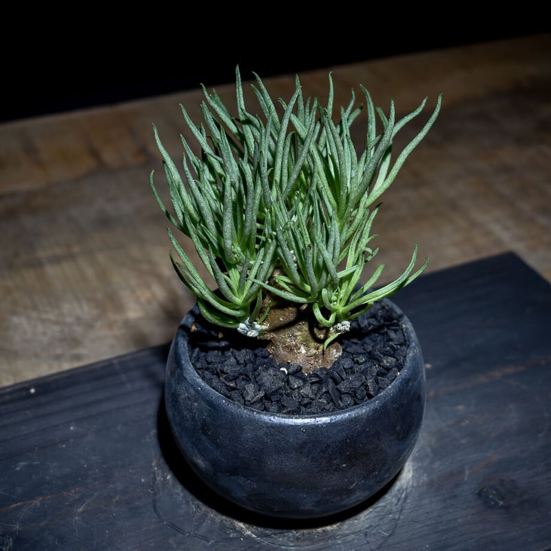 チレコドンペアルソニー白象現地球発根株(鉢付き)