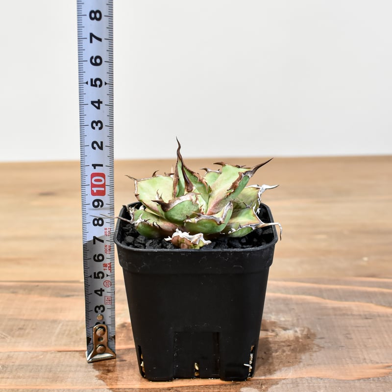 アガベ チタノタ DENNIS043【台湾DENNIS産/発根済み/子株】DN2501002 アガベ チタノタ DENNIS043【台湾DENNIS産/発根済み/子株】DN2501002