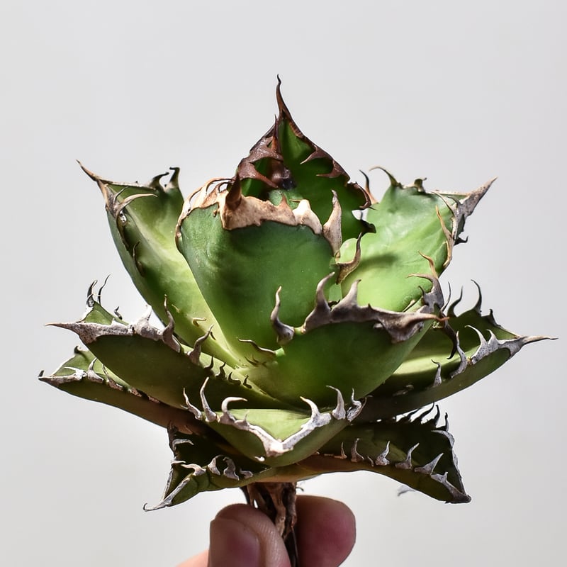 アガベ チタノタ レッドキャットウィーズル / 赤猫 , 紅猫【台湾