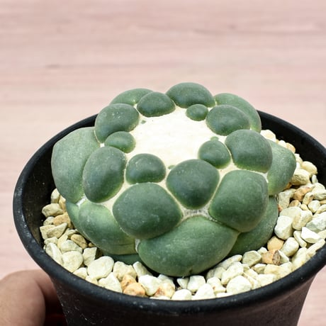 コリファンタ 刺無象牙丸 【カキ仔】RFHK-300