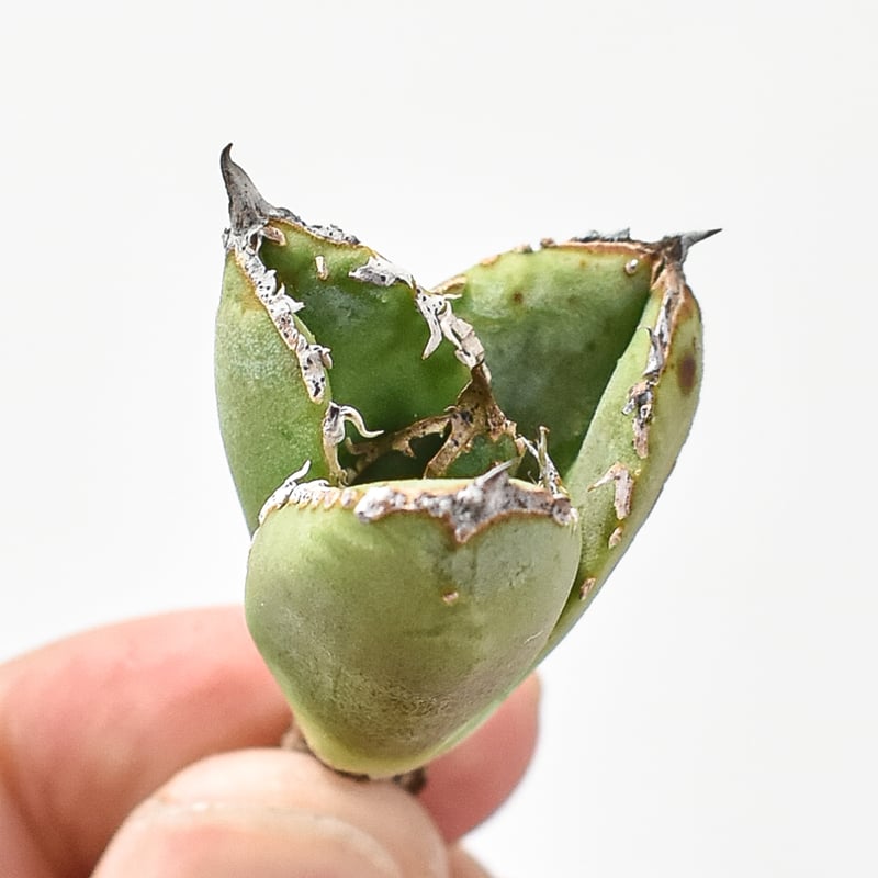 麻花龍 子株 アガベ チタノタ Berlin産 RAFLUM特選】アガベ チタノタ