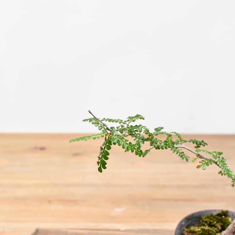 D*A様 オペルクリカリア　パキプス オペルクリカリア パキプス 根差し (商品番号PP-60) | RISE