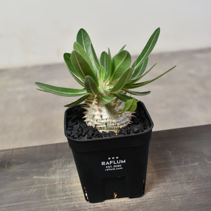 恵比寿大黒 扁平型 デンシカウレ 輸入株 パキポディウム・デンシカウレ（恵比寿大黒） | SHELF