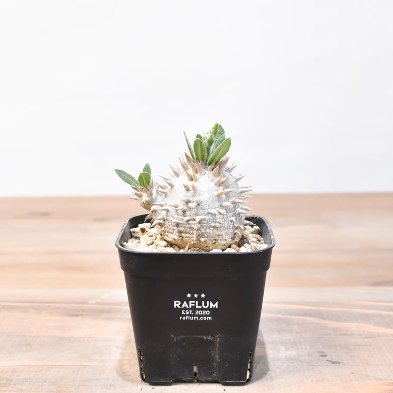 パキポディウム デンシカウレ 恵比寿大黒