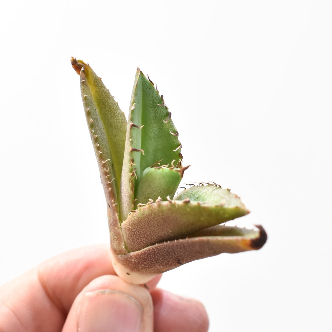 1786 アガベ UFO 台湾輸入仔株 オテロイ agave titanota アガベ UFO 台湾輸入仔株 オテロイ agave titanota 高級品種