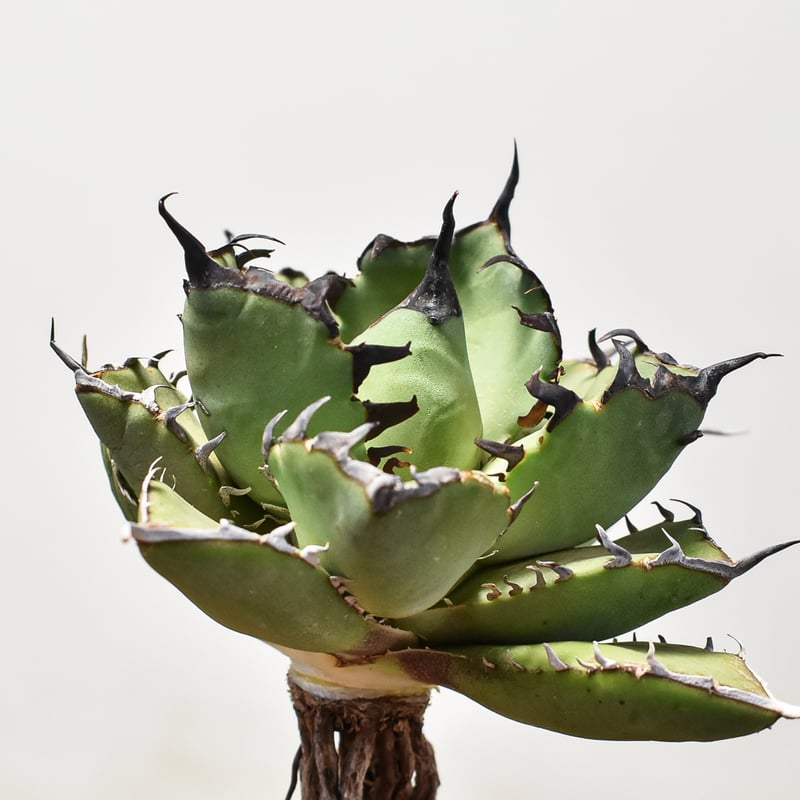 【個数限定】特選アガベ - 狂鯨 （Berlin産） ③ 個数限定】Agave 狂鯨 （Berlin産）③ - メルカリ 【個数限定】特選