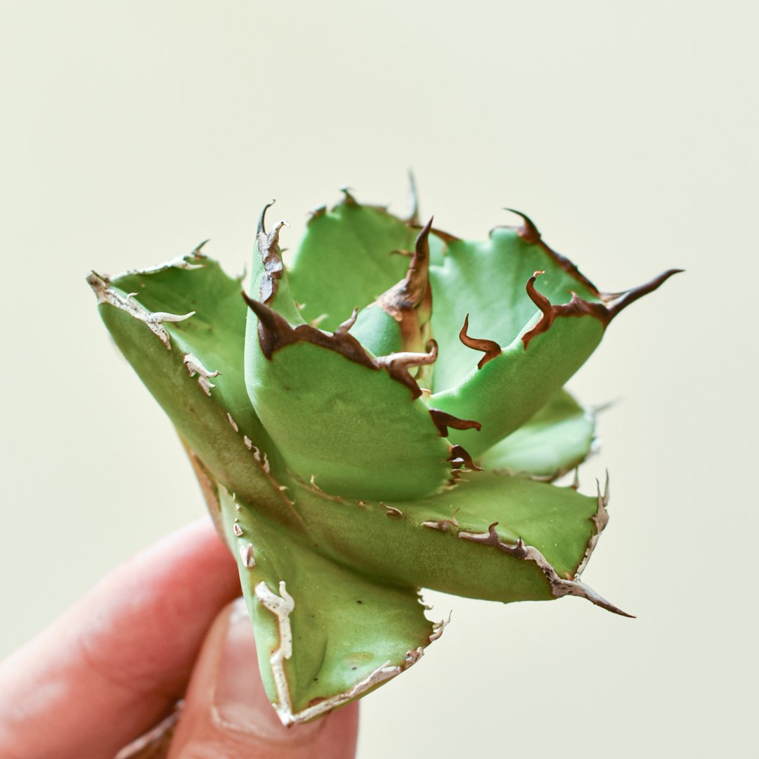 チタノタ 極厚バンド 「虎鯨（シャチ）」発根活着済 アガベ・チタノタ 虎鯨/シャチ（芽）-001｜agave titanota orca（Kill