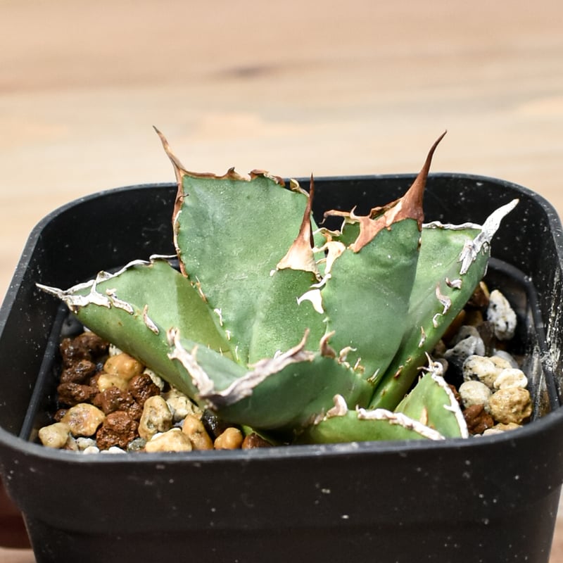 アガベ チタノタ ゼウス 