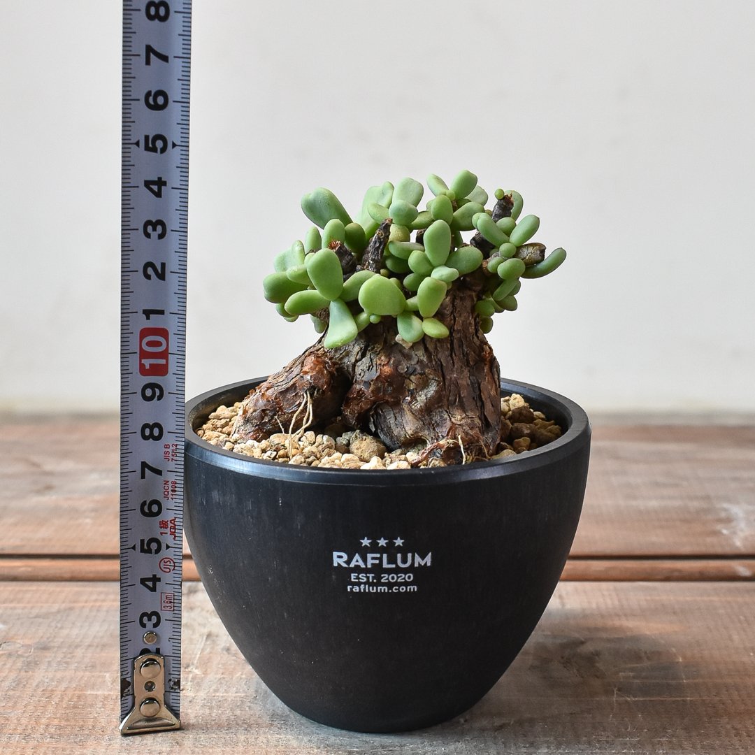 ケラリアピグマエア　たぶんオス isla del pescado - Ceraria pygmaea-ケラリア・ピグマエア