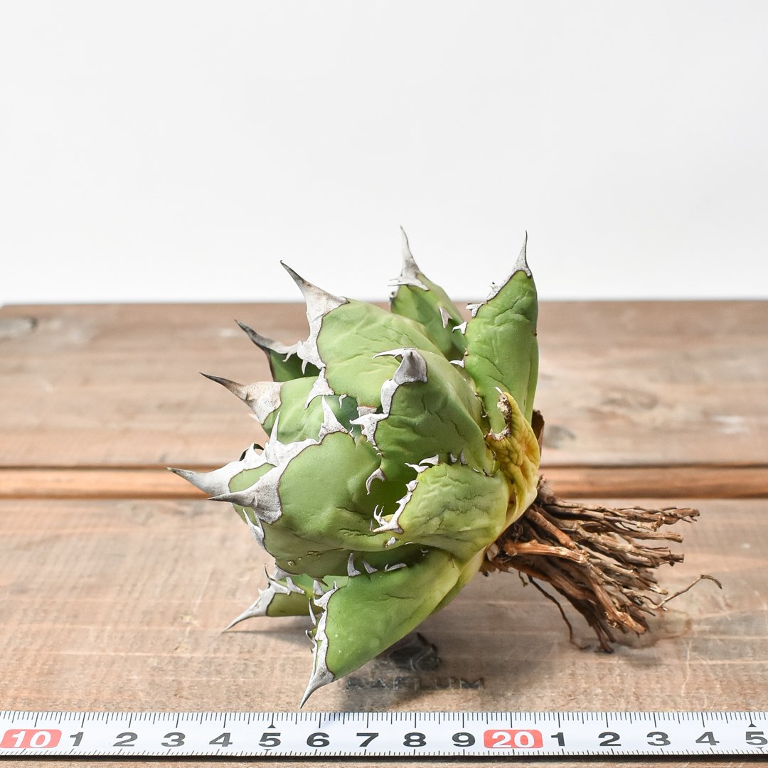 アガベグアダラハラナドワーフ台湾産