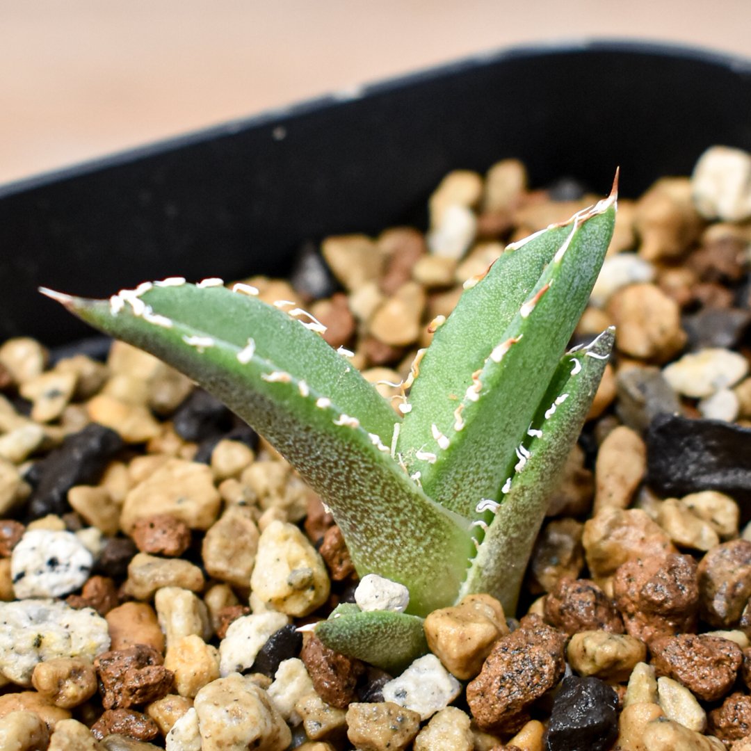 RAFLUMコレクション】アガベ チタノタ 