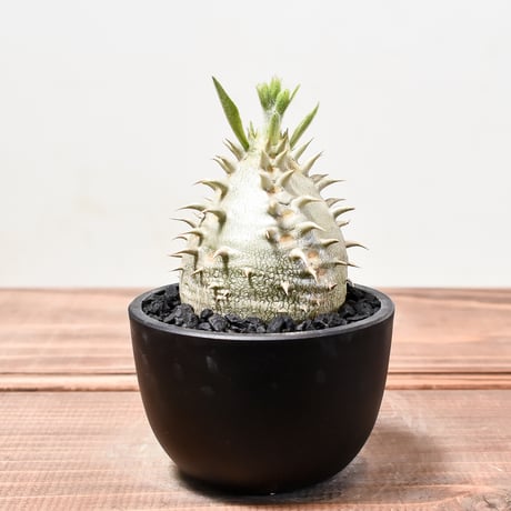 CATEGORY 恵比寿大黒 | RAFLUM / ラフラム｜東京、大阪の塊根植物