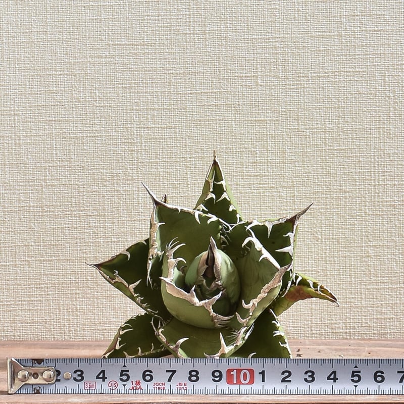 アガベ チタノタ 小島白刺 【台湾 dragon agave産/抜き苗/中株 アガベ チタノタ 小島白刺 【台湾 dragon agave産/抜き苗/中株