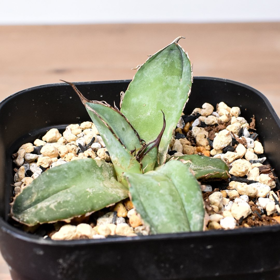 アガベ チタノタ 