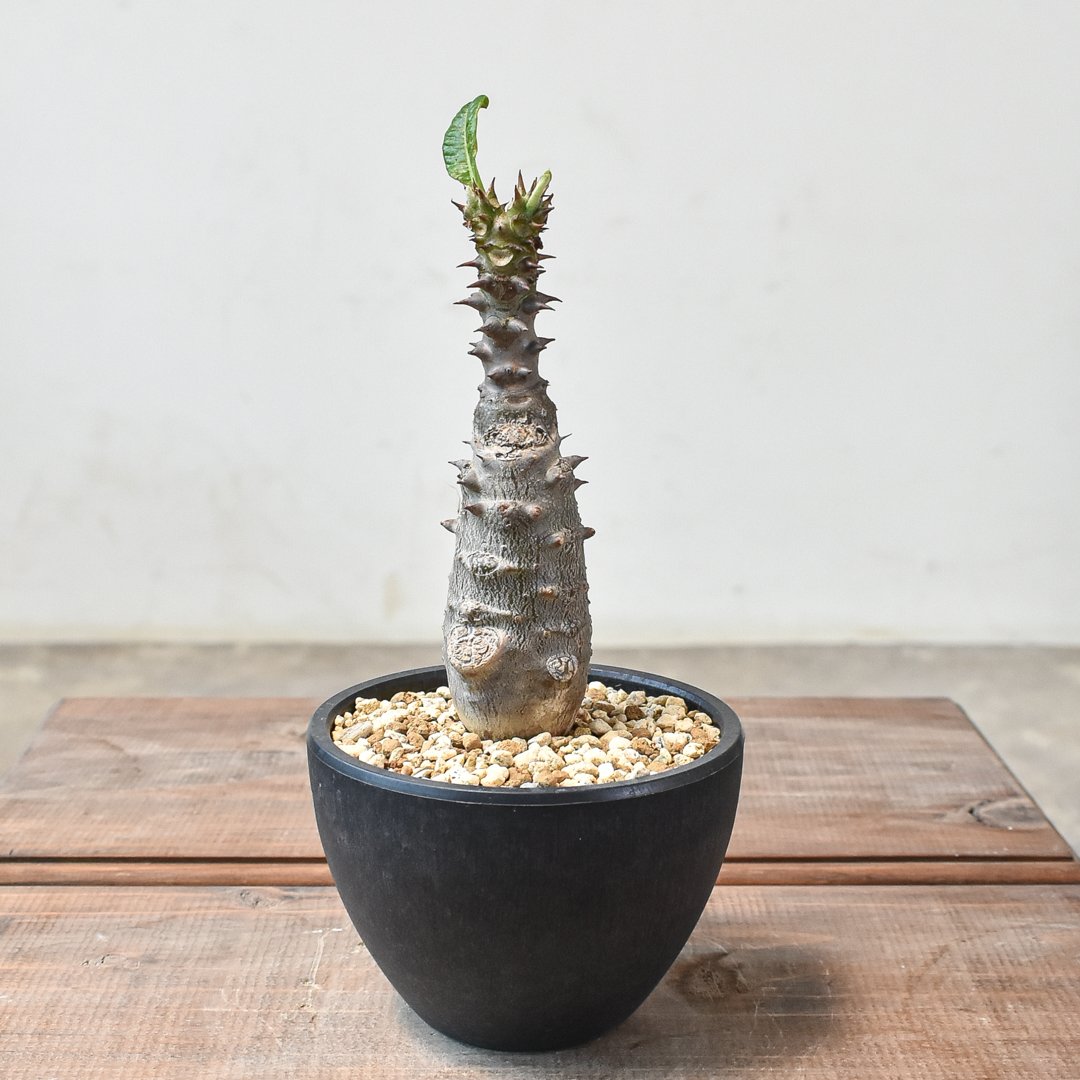 パキポディウム・ウィンゾリー　国内実生4年目 パキポディウム：ウィンゾリー（実生） 4号鉢植え23-02 の通販