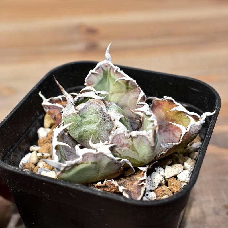 【SUMMER セール】アガベ　チタノタ　ブラックアンドブルー　BB 大株 アガベ チタノタ ブラックアンドブルー 