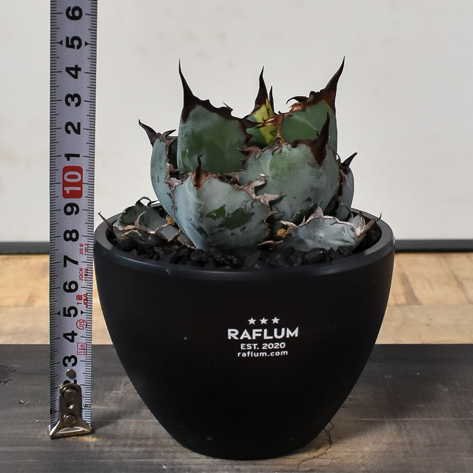 親株出品　アガベ　チタノタ　BB ブラック&ブルー no.10 アガベ チタノタ ブラックアンドブルー Agave titanota
