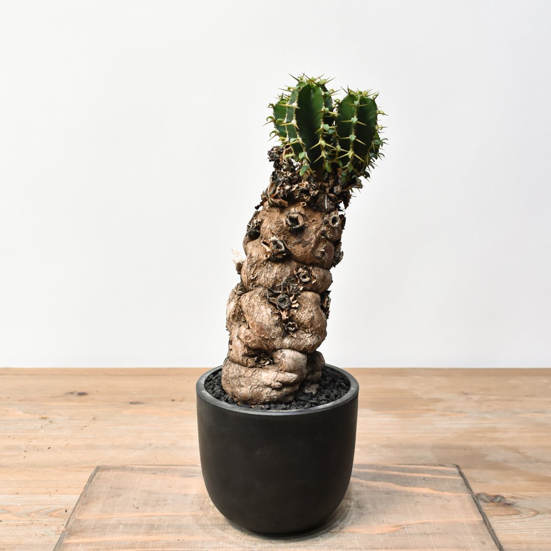 1*U様 EM05 ユーフォルビア ムランジーナ 現地球 輸入即出品 1*U様 EM05 ユーフォルビア ムランジーナ 現地球 輸入即出品 EM05