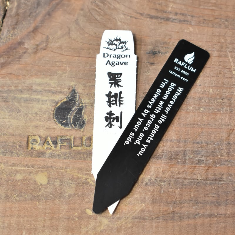 アガベ チタノタ 