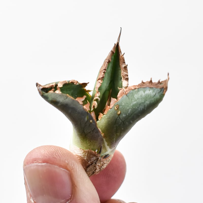 アガベ チタノタ 