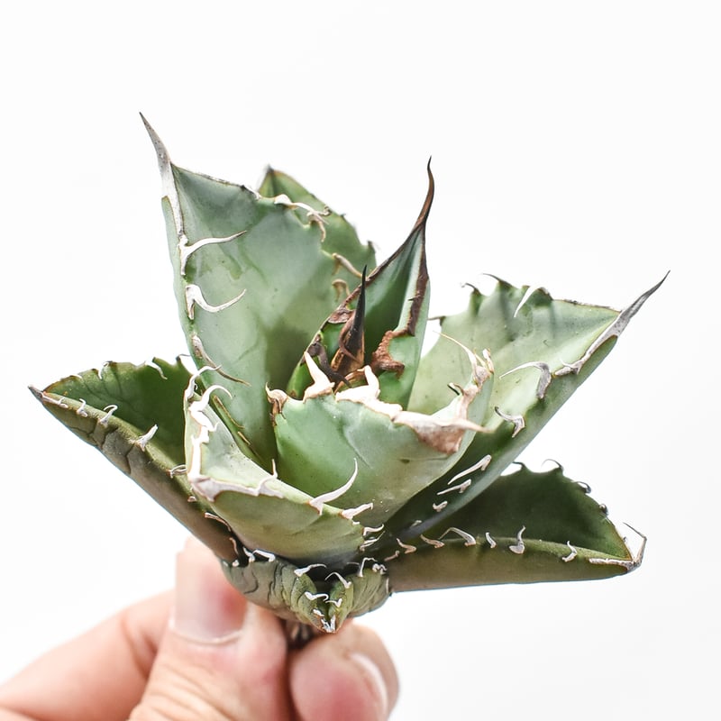 ドラゴンアガベ　実生選抜 アガベ チタノタ 