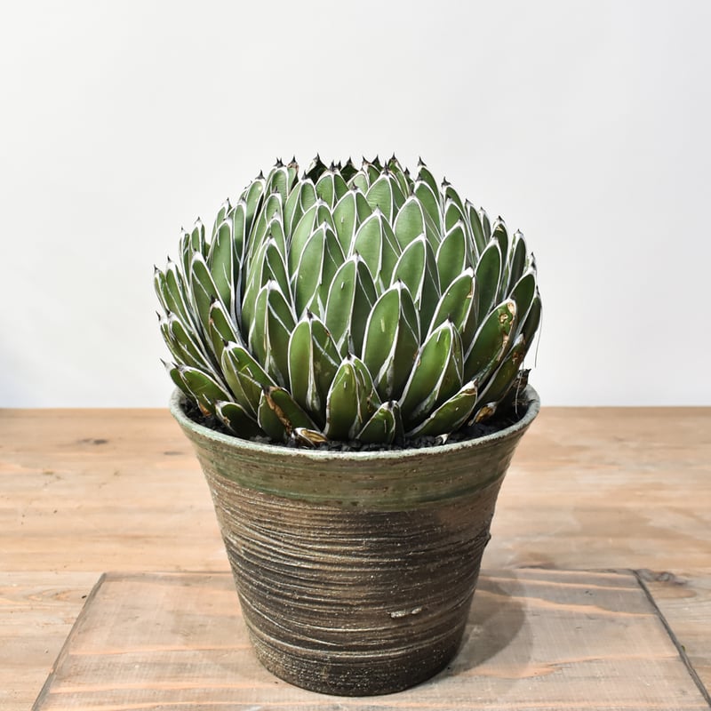 アガベ　ヴィクトリアレジーナ　笹の雪　サンキング サンキング 笹の雪 アガベ ヴィクトリアレジーナ 多肉植物 サン