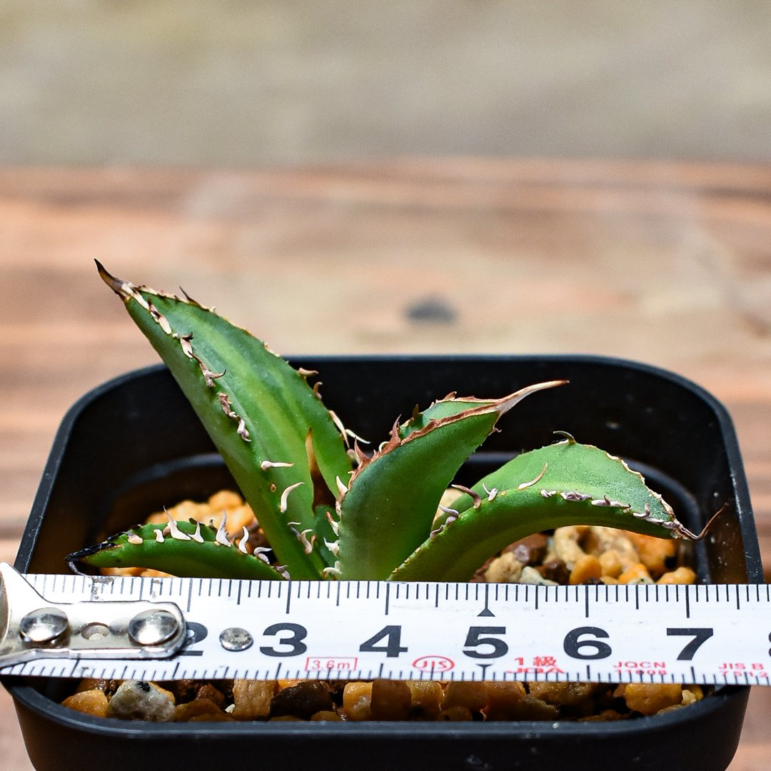 レア株】アガベ チタノタ 