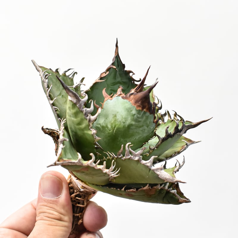 アガベ チタノタ 