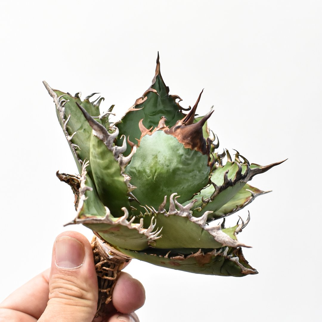 アガベ チタノタ 