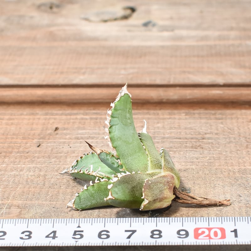 チナ茶様♥オーダーページ チナ茶様♥オーダーページ チナ茶様☆専用オーダーページ （チナ茶様