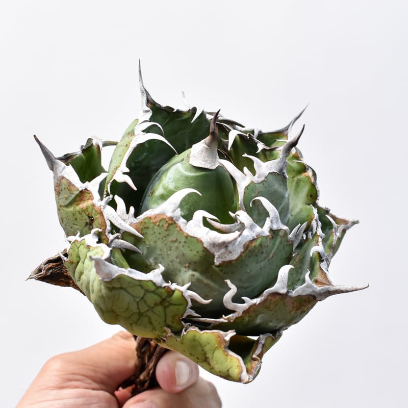 Agave アガベ　チタノタ　 白虎　白焔の選抜株　台湾株 Agave アガベ チタノタ 白虎 白焔の選抜株 台湾株 Agave アガベ