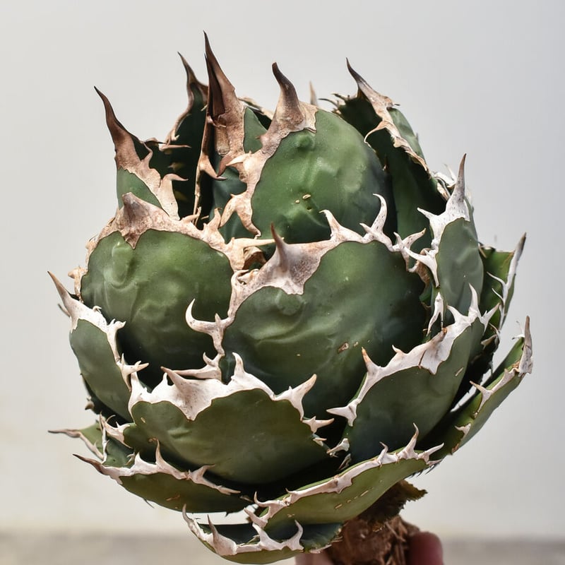 オテロイ　ノーネーム親株　アガベ　チタノタ アガベ チタノタ オテロイ 