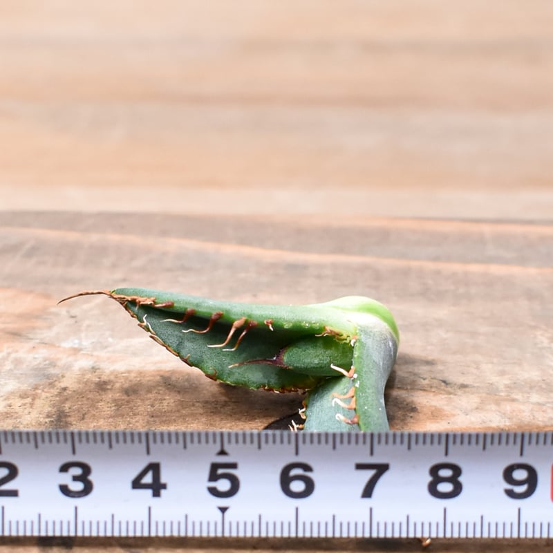 RAFLUMコレクション】アガベ チタノタ 