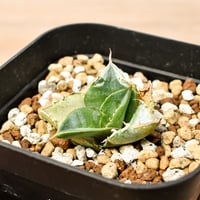 アガベ ホリダ【説明不要の超人気株！ワイドリーフ！鋸歯の鋭さ！文句