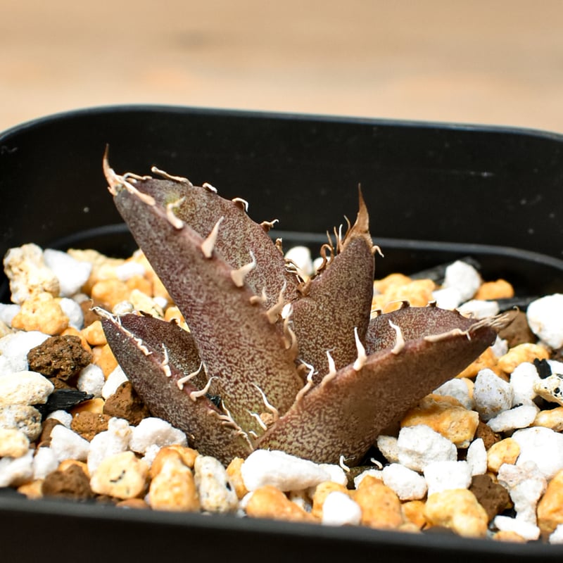 RAFLUM育成株 5個セット】アガベ Mexico oteroi seeding / オテ