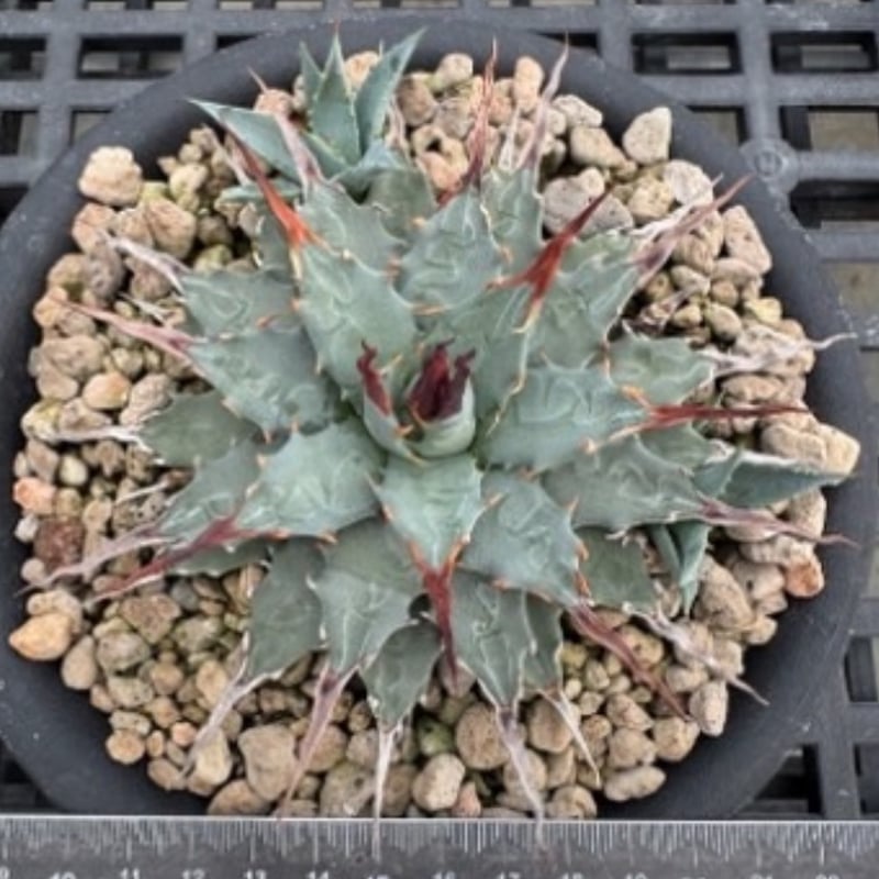 アガベ Dennis hybrid 妖炎X甲妖 /エボリスピナ×（イシスメンシス