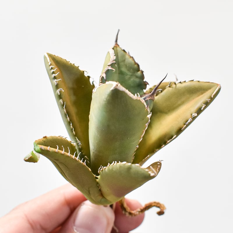 アガベ チタノタ シャークソード 