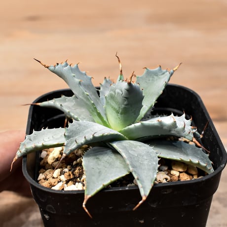 アガベ ハイブリット 日系イシスメンシス×象牙妖炎（陽炎エボリ）【台湾botanical_seeker産】RF25011369