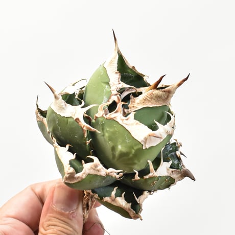 【5CLAW】アガベ チタノタ 精品南アフリカダイヤモンド  "精品SAD" 【台湾 dragon agave産/中株/抜き苗】RFDG25010976