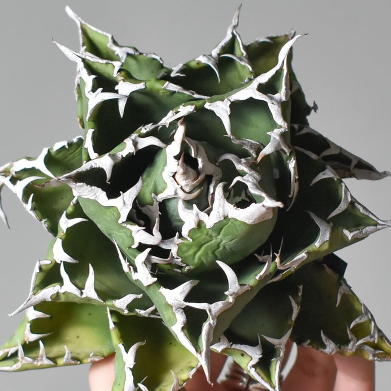 【稀少】姫厳竜 × 白鯨ソーラーエクリプス hyb. アガベ チタノタ アガベ チタノタ ソーラーエクリプス