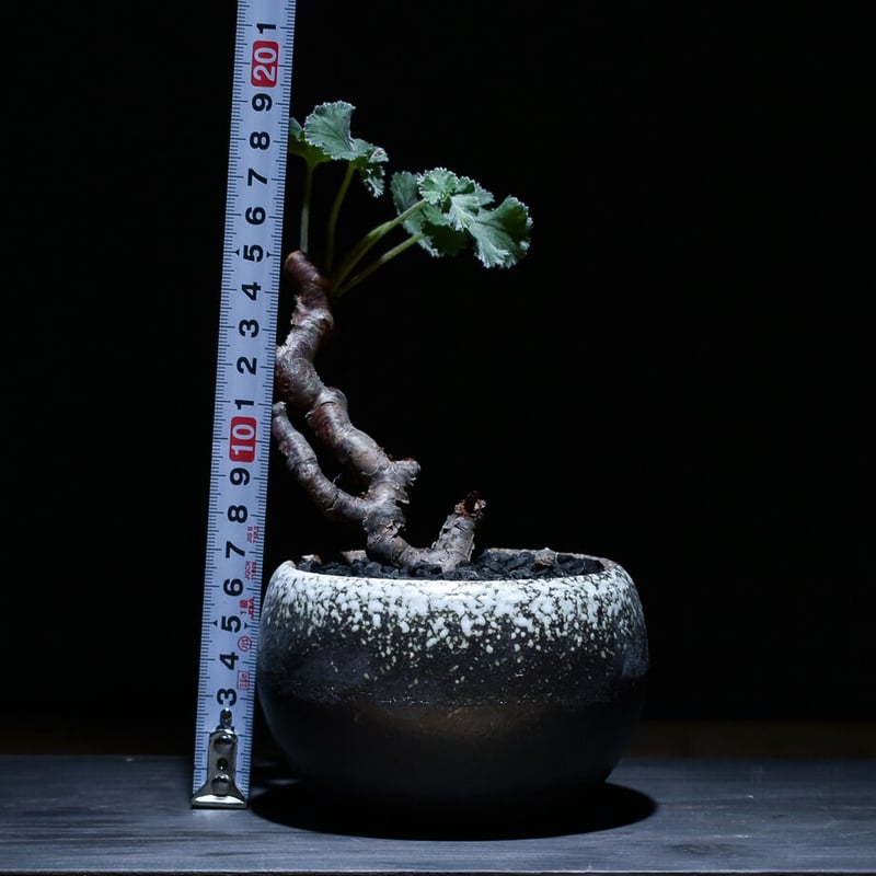 1.ペラルゴニウム ミラビレ【発根しました】 Pelargonium mirabile ペラルゴニウム ミラビレ 発根済現地株 #1 | B