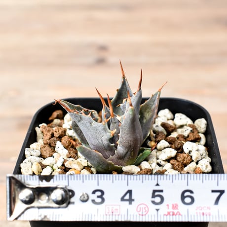 アガベ ハイブリット "邪霊" (特白肌怒雷神×血妖) 【台湾huplants2010産/子株販売】RF25012128