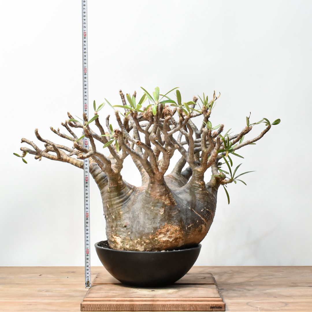 RAFLUMコレクション】パキポディウム グラキリス 