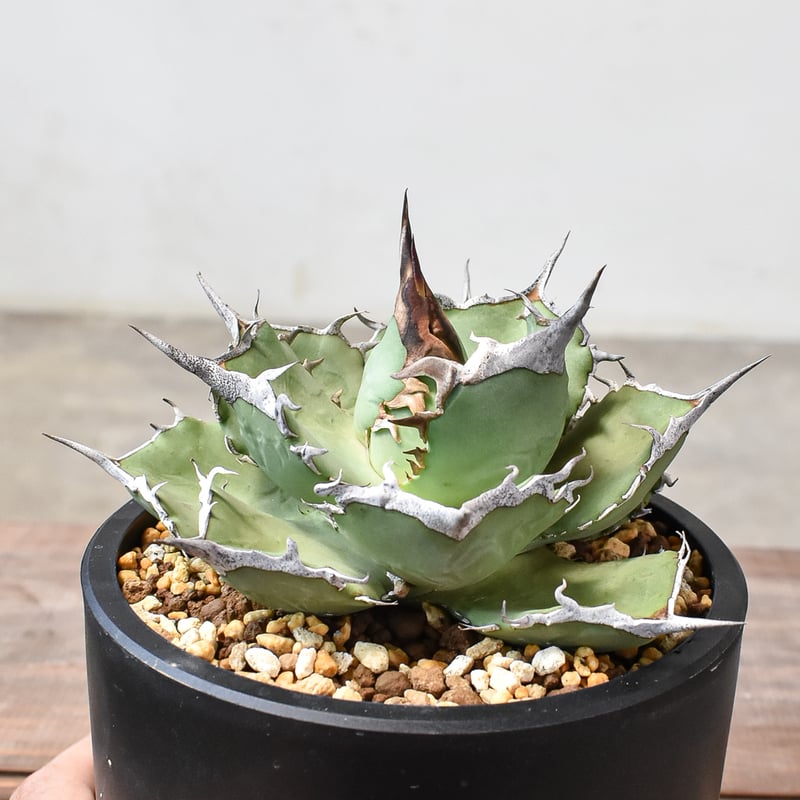 アガベ チタノタ 巨獣 / giant beast(dragon agave産) アガベ チタノタ 巨獣 / giant beast(dragon agave産) 【公式通販】