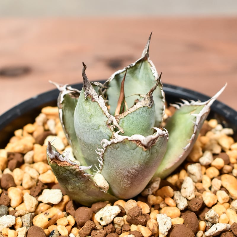 アガベ　チタノタfo-076 アガベチタノタ FO-076