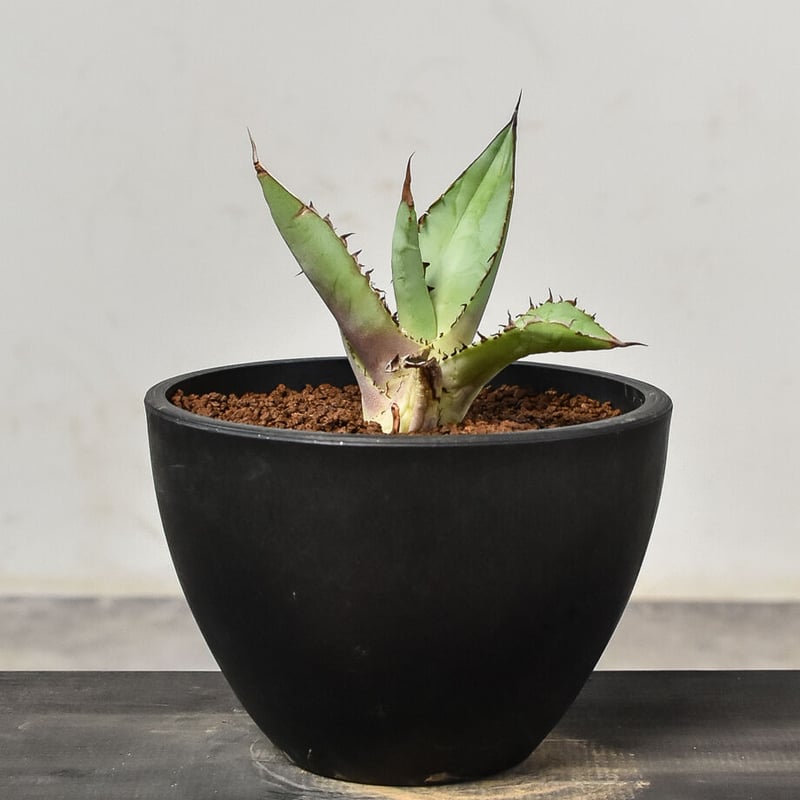 アガベ　チタノタ　大株~子株　6株セット アガベ チタノタ 6株セット 烈炎 シーザー 黒火焔 オアハカ ドワーフ×2