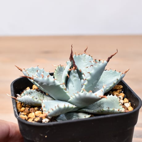 アガベ ハイブリット 日系イシスメンシス×象牙妖炎（陽炎エボリ）【台湾botanical_seeker産】RF25011394