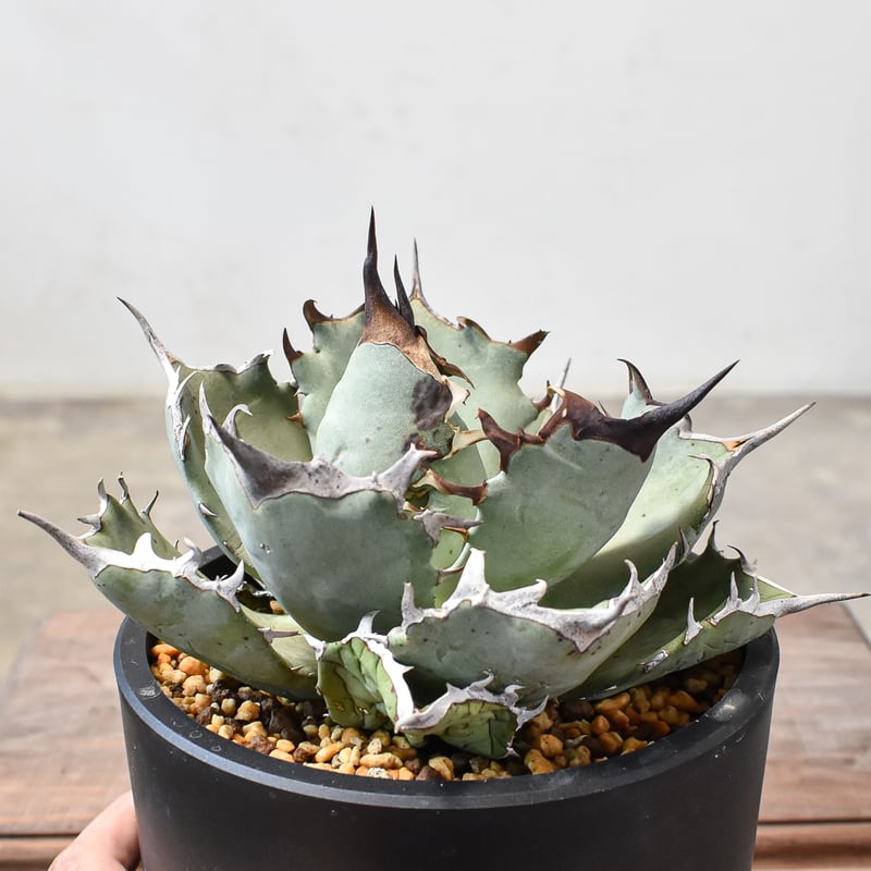 アガベ チタノタ フェニックス 