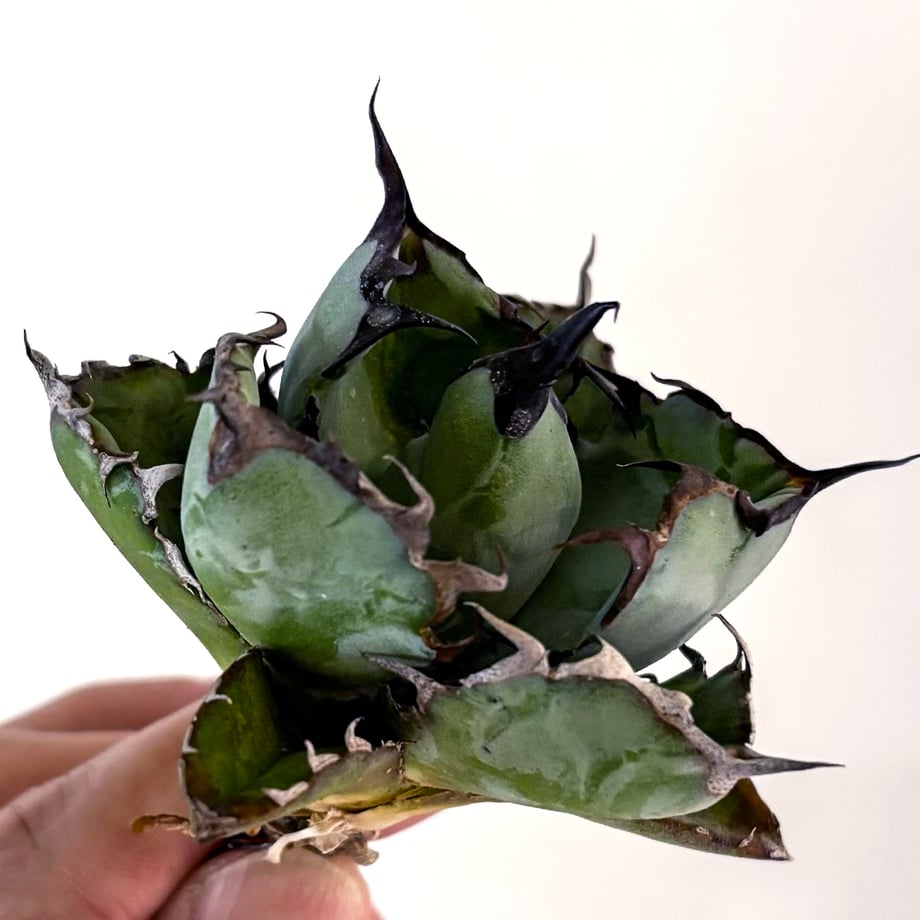 65b76557e4567c00457d64c7