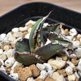 4月6日(日)20:00~】裏刺ブツブツ系の最高峰！台湾Dennis産のDennis018を